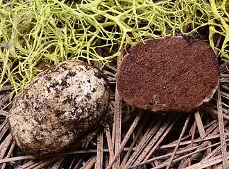 Hymenogaster sublilacinus