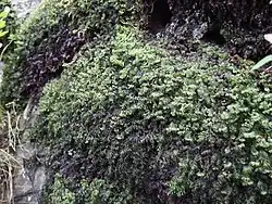 Colónia de Hymenophyllum wilsonii.