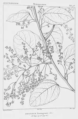 Hyperbaena domingensis