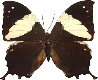 Vista superior de Hypna clytemnestra (ex Anaea clytemnestra),[2] cujo tipo nomenclatural fora coletado no Suriname.[4]