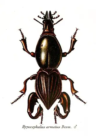 Vista superior de um espécime de H. armatus, macho, em ilustração do ano de 1902.