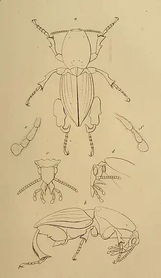 Ilustração esquemática presente na descrição original da espécie H. armatus, publicada em 1832 no Magasin de Zoologie (prancha 24).