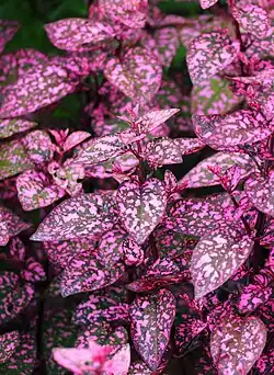 H. phyllostachya 'White Splash'