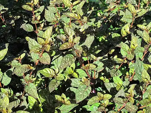 Naturalmente em Madagascar