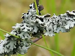 Hipogimnioide (Hypogymnia physodes)