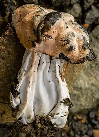 H. cervinigenus crescendo em um corpo frutífero de Helvella