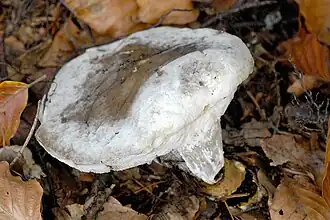 Hypomyces chrysospermus