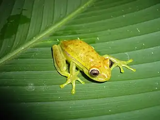 Um indíviduo em Madre de Dios, no Peru.