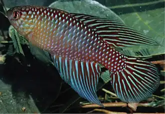 Macho de Hypsolebias fulminantis