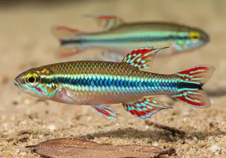 Macho adulto — ilustração digital gerada por IA (2025, CC BY-SA 4.0)