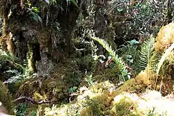 Floresta anã no Monte Kemiri, Sumatra, a cerca de 3.000 m de altitude.