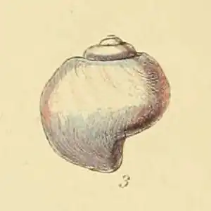 Vista superior de uma concha de J. pallida (ilustração do ano de 1859).