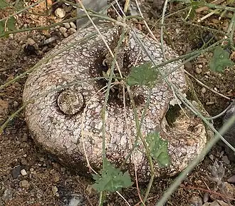 Ibervillea tenuisecta