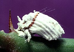 Fêmeas/hermafroditas de Cochonilha-australiana