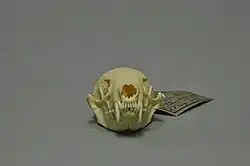 Crânio de um animal visto de frente