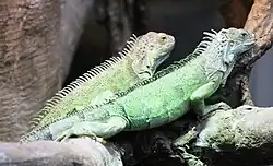 Iguanas