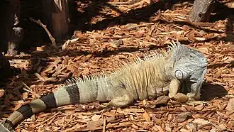 iguana-verde (Iguana iguana).