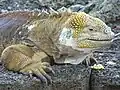 Iguana-terrestre-das-galápagos