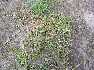 Illecebrum verticillatum