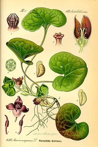 Asarum europaeum