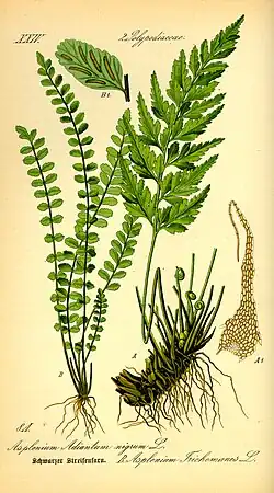 Asplenium trichomanes.