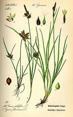 Cyperus flavescens