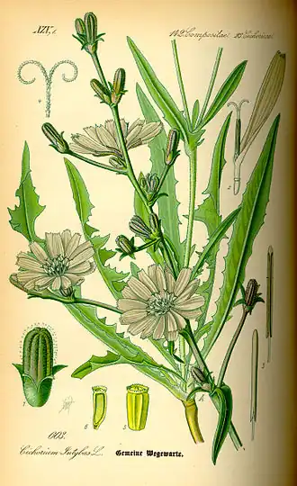 Cichorium intybus (ilustração).