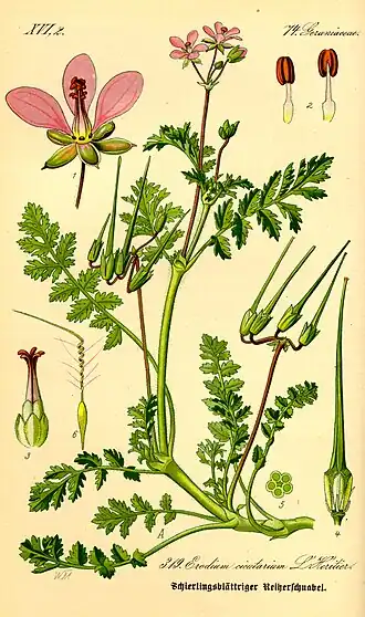Ilustração científica de Erodium cicutarium.