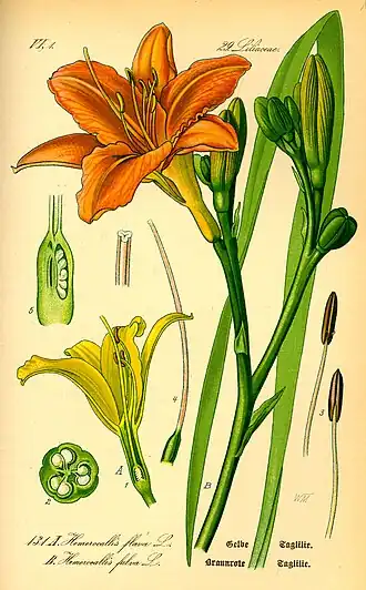 Hemerocallis fulva
