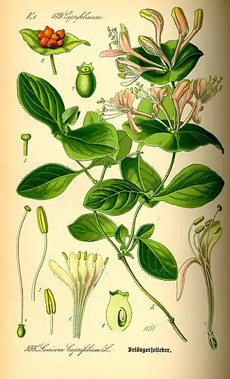 Lonicera caprifolium