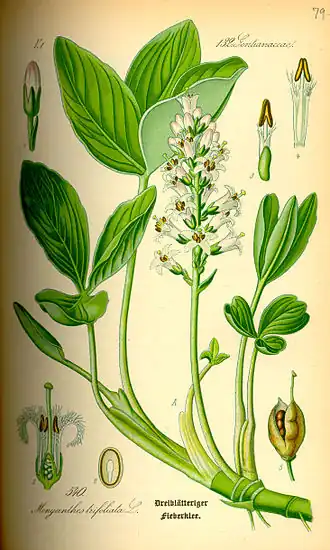 Menyanthes trifoliata.