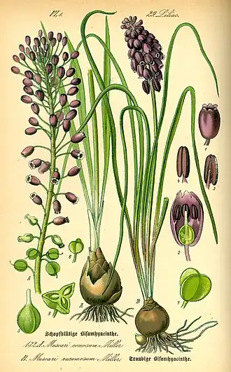 Muscari neglectum