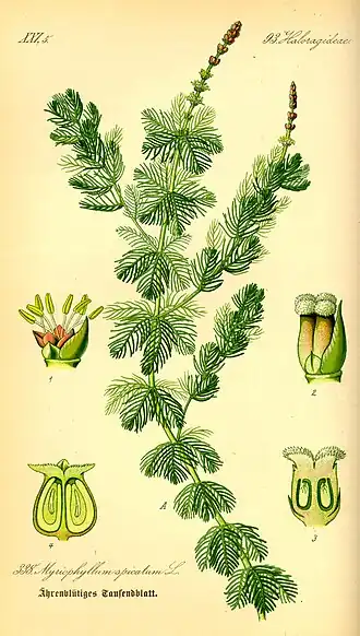 Myriophyllum spicatum