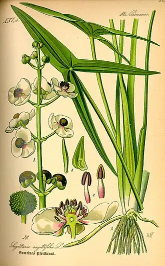 Ilustração Sagittaria sagittifolia