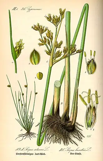 Isolepis setacea