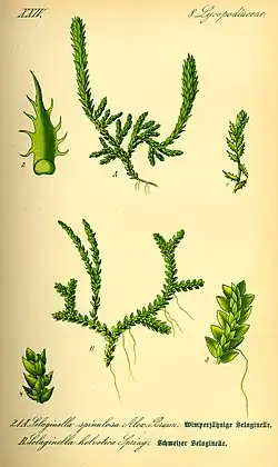Acima: Selaginella selaginoides abaixo: Selaginella helvetica.