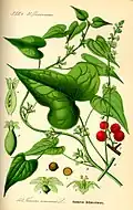 Ilustação da Flora von Deutschland, Österreich und der Schweiz 1885