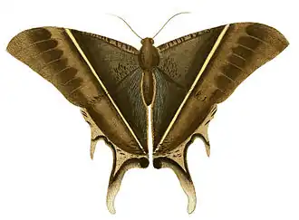 Ilustração de Lyssa patroclus, feita em 1770 e com a denominação de Nyctalemon patroclus.