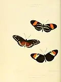 Ilustração de Heliconius: Figura 5. H. hermathena; Figura 6. H. hecalesia; Figura 7. H. heurippa.