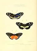 Ilustração de Heliconius: Figura 1. Tithorea tarricina (um Danainae não pertencente ao gênero)[40]; Figura 11. H. hecuba; Figura 12. H. cydno.