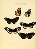 Ilustração de Heliconius: Figuras 1, 2 e 3. Elzunia humboldt (um Danainae não pertencente ao gênero)[41]; Figura 23. H. cydno; Figuras 24, 25. H. hecuba (vista superior e inferior, lateral).