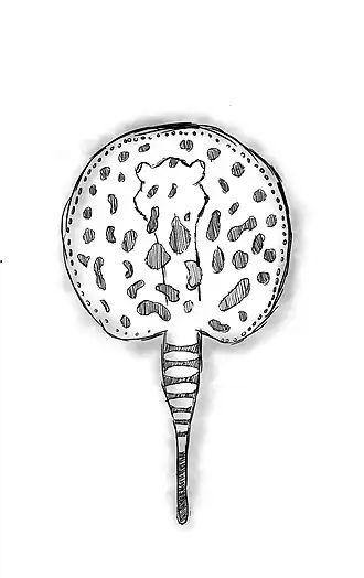 Potamotrygon wallacei