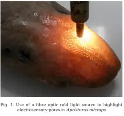 This is the research method which was also used to investigate ampullae patterns of aphyodes although the picture itself is of a microps individual.