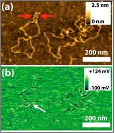 Imagem topográfica (superior) e potencial (inferior) de uma molécula de DNA.