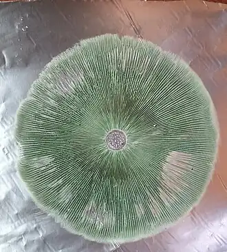 Impressão de esporos de Chlorophyllum molybdites.