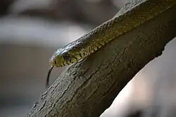 Cobra-rato-indiana em um galho