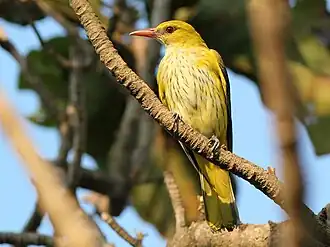 Macho adulto (acima), fêmea (abaixo)