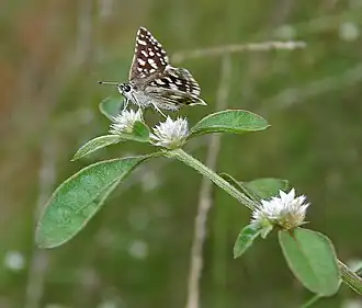 Alternanthera tenella
