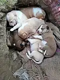 Filhotes recém nascidos de cães caipira