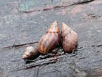 Conchas de Littoraria angulifera (Lamarck, 1822)[1], com seus indivíduos aderidos a uma madeira em estuário do litoral do Guarujá; praia do Perequê, região sudeste do Brasil. Também podem ser vistas sobre vegetação de manguezal, seu habitat.